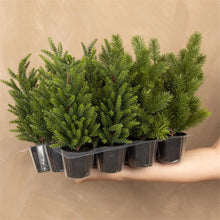 Load image into Gallery viewer, Mini Assorted Pine Tree (2 Styles)