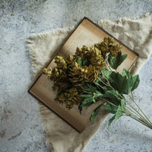Load image into Gallery viewer, Green Hops Bush 16"