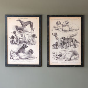 Canine Species Sepia Prints (2 Styles)