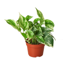 Load image into Gallery viewer, Pothos Marble Queen 4-inch Plant
