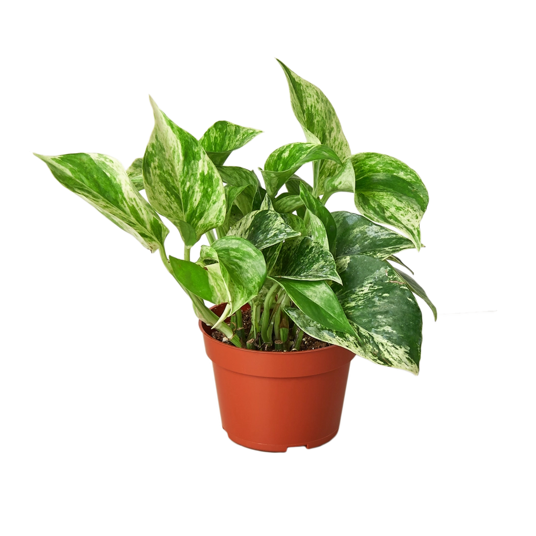 Pothos Marble Queen 4-inch Plant