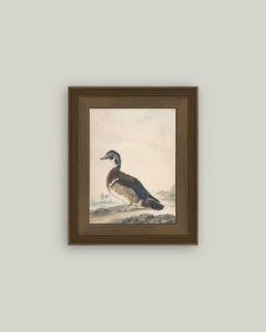 A Duck Framed Antique Art (Various Sizes)