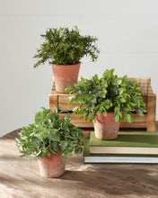 Load image into Gallery viewer, Soft Touch Potted Herb (3 Styles)
