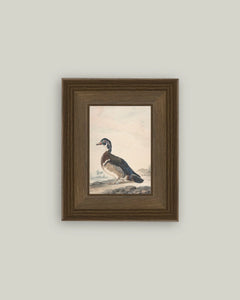 A Duck Framed Antique Art (Various Sizes)
