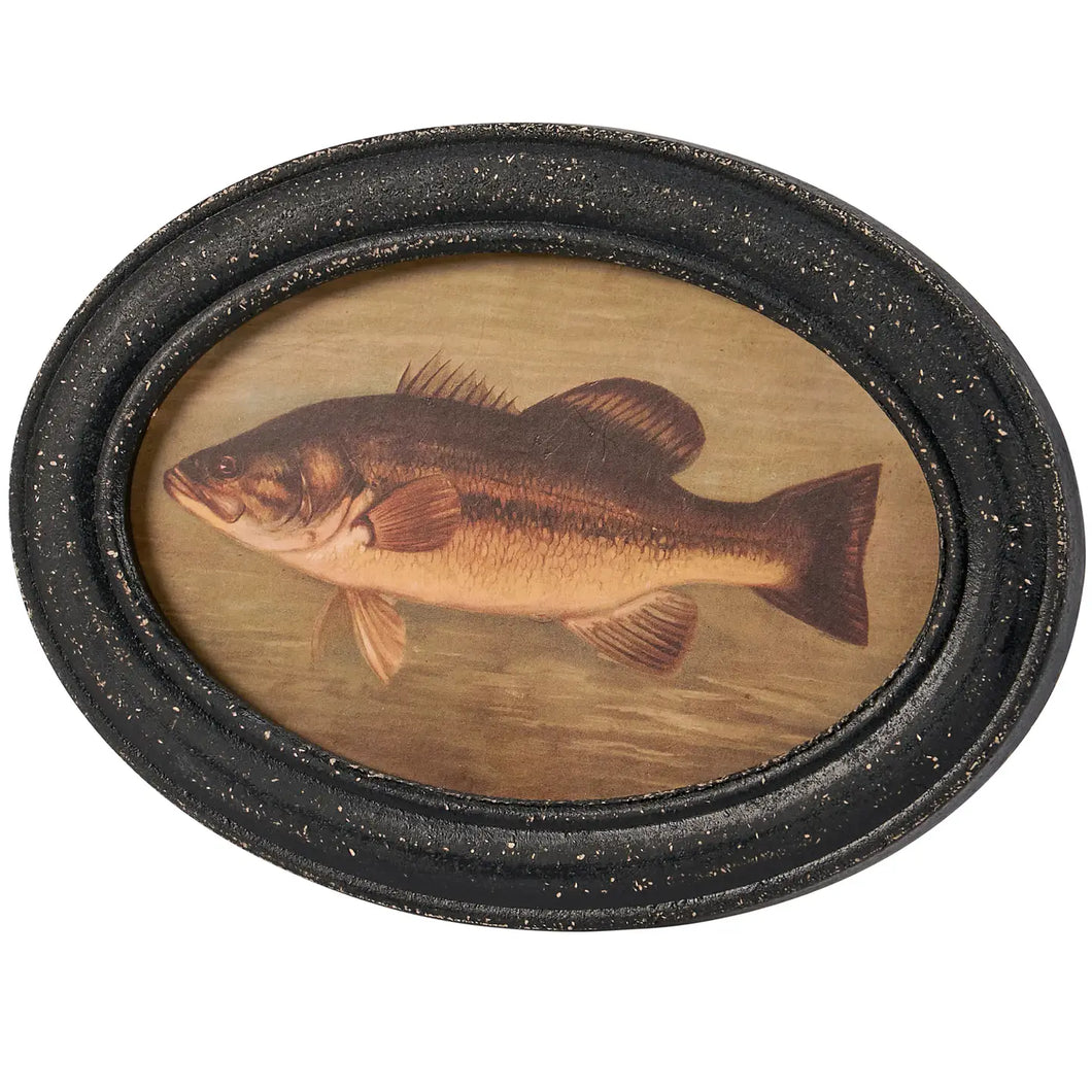 Framed Oval Bass Print