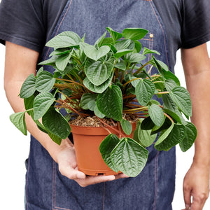 Peperomia Rana Verde 6-inch Plant