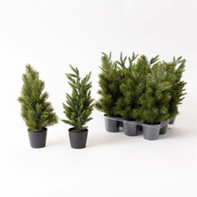 Load image into Gallery viewer, Mini Assorted Pine Tree (2 Styles)

