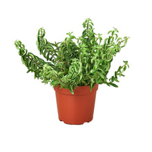 Load image into Gallery viewer, Lipstick Curly 4-inch Plant
