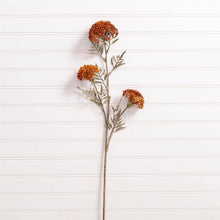 Load image into Gallery viewer, Ozothamnus Tan Pick
