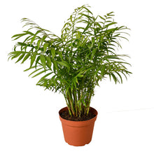 Load image into Gallery viewer, Parlor Palm Plant (2 sizes)
