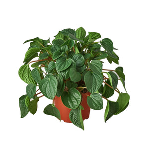 Peperomia Rana Verde 6-inch Plant