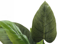 Load image into Gallery viewer, 37" Tall Artificial Aureum Tree Indoor Faux Plant [Online Only]

