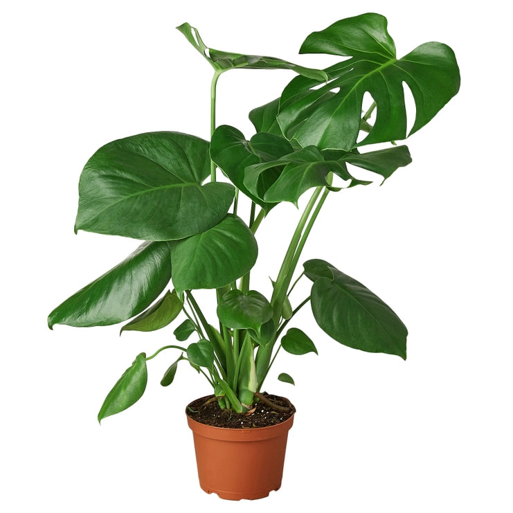 monstera deliciosa form 6 6" Monstera Deliciosa Plant – Smith & York Co