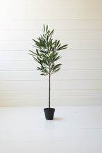 Load image into Gallery viewer, Eucalyptus Tree In a Black Pot
