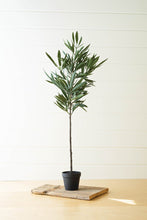 Load image into Gallery viewer, Eucalyptus Tree In a Black Pot
