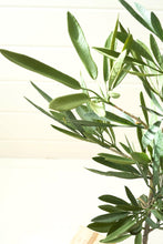 Load image into Gallery viewer, Eucalyptus Tree In a Black Pot
