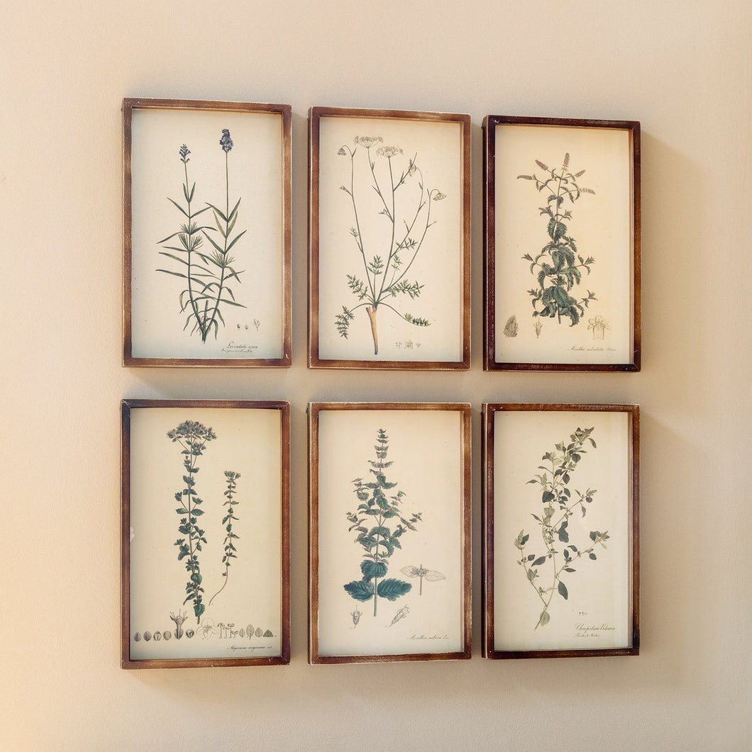 Collected Botanical Framed Prints, Set of 6