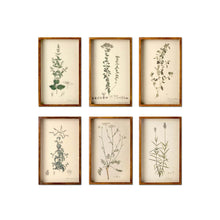 Load image into Gallery viewer, Collected Botanical Framed Prints, Set of 6
