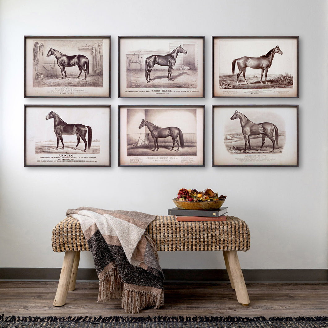 Prized Race Horse Framed Prints (6 Styles)