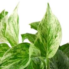 Load image into Gallery viewer, Pothos Marble Queen 4-inch Plant
