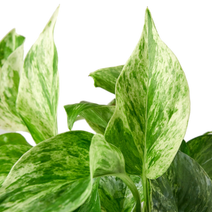 Pothos Marble Queen 4-inch Plant