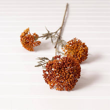 Load image into Gallery viewer, Ozothamnus Tan Pick
