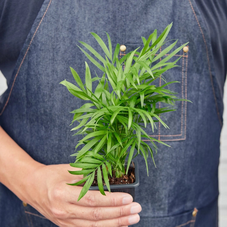 parlor palm size Parlor Palm Plant (2 sizes) – Smith & York Co