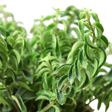 Load image into Gallery viewer, Lipstick Curly 4-inch Plant
