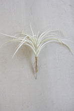 Load image into Gallery viewer, Decorative Air Plant (3 Styles)
