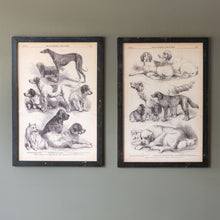 Load image into Gallery viewer, Canine Species Sepia Prints (2 Styles)
